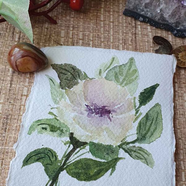 Single white Peony